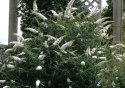 Budleja Dawida Nanho White doniczka 1L