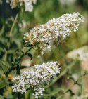Budleja Dawida Nanho White doniczka 1L