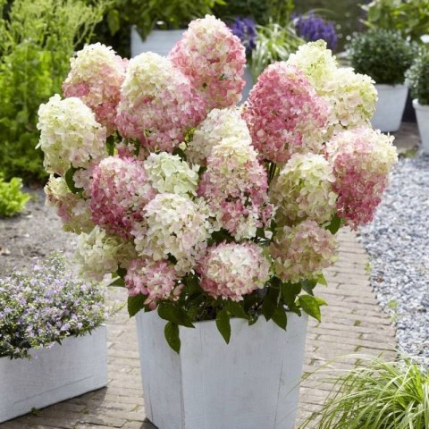 Hortensja bukietowa Diamantino doniczka 1L Hortensja bukietowa Diamantino doniczka 1L