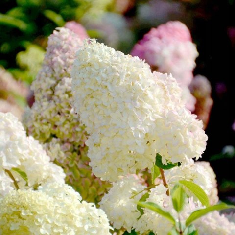 Hortensja bukietowa Diamantino doniczka 1L Hortensja bukietowa Diamantino doniczka 1L