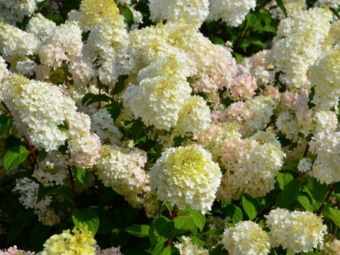 Hortensja bukietowa Diamantino doniczka 1L Hortensja bukietowa Diamantino doniczka 1L