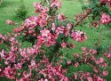 Eskalonia Dart's Rosy Red obfcie kwitnie dniczka 1L