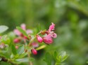 Eskalonia Dart's Rosy Red obfcie kwitnie dniczka 1L