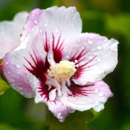 Hibiskus China Chiffon doniczka 0,5L
