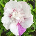 Hibiskus China Chiffon doniczka 0,5L