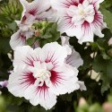 Hibiskus China Chiffon doniczka 0,5L