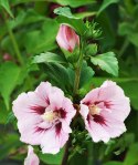Hibiskus China Chiffon doniczka 0,5L