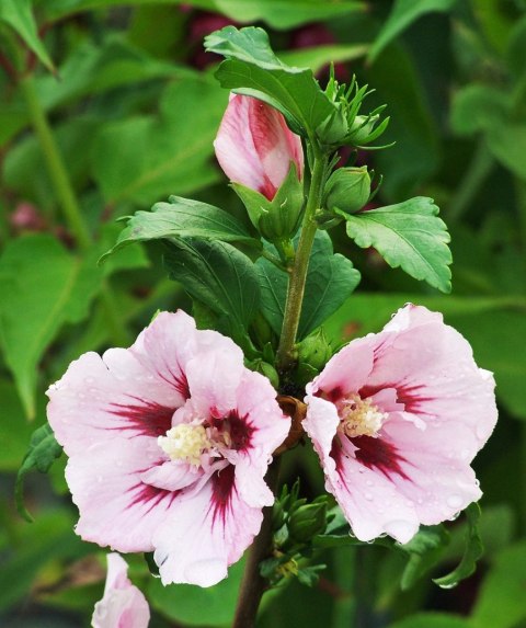 Hibiskus China Chiffon doniczka 0,5L Hibiskus China Chiffon doniczka 0,5L