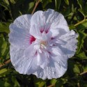 Hibiskus China Chiffon doniczka 0,5L