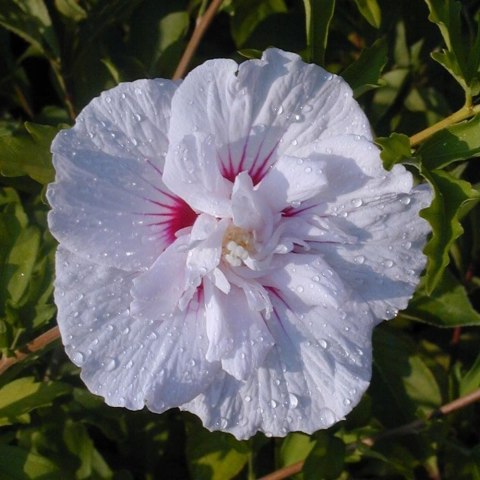 Hibiskus China Chiffon doniczka 0,5L Hibiskus China Chiffon doniczka 0,5L