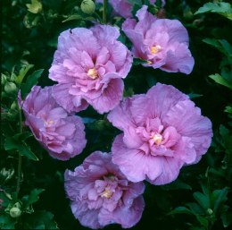 Hibiskus Lavender Chiffon doniczka 0,5L