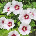 Hibiskus Red Heart doniczka 0,5L
