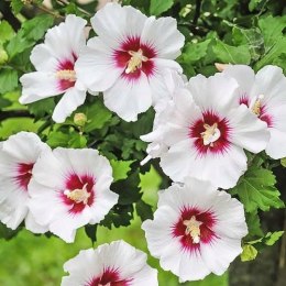 Hibiskus Red Heart doniczka 0,5L