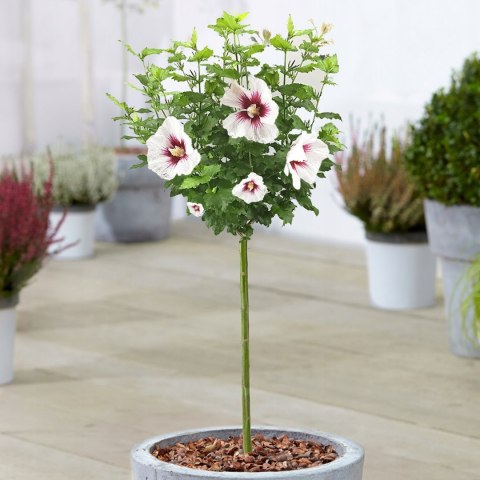Hibiskus Red Heart doniczka 0,5L Hibiskus Red Heart doniczka 0,5L