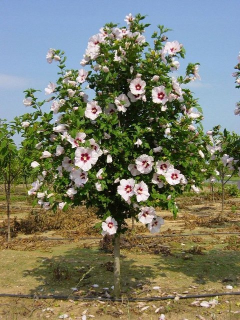 Hibiskus Red Heart doniczka 0,5L Hibiskus Red Heart doniczka 0,5L
