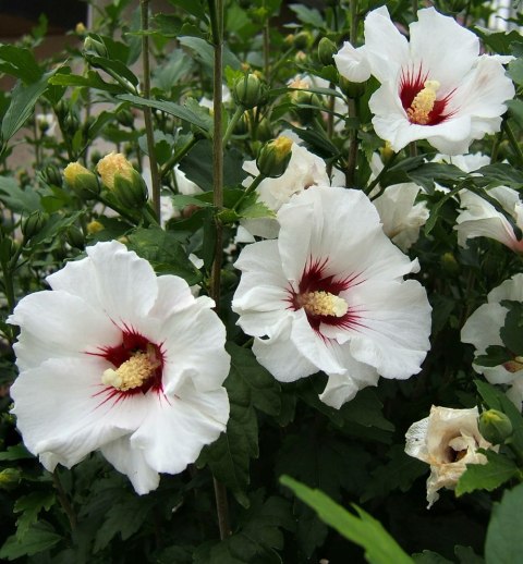 Hibiskus Red Heart doniczka 0,5L Hibiskus Red Heart doniczka 0,5L