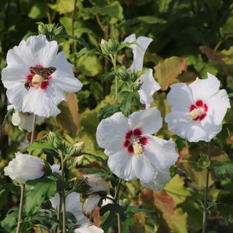 Hibiskus Red Heart doniczka 0,5L Hibiskus Red Heart doniczka 0,5L