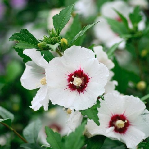 Hibiskus Red Heart doniczka 0,5L Hibiskus Red Heart doniczka 0,5L