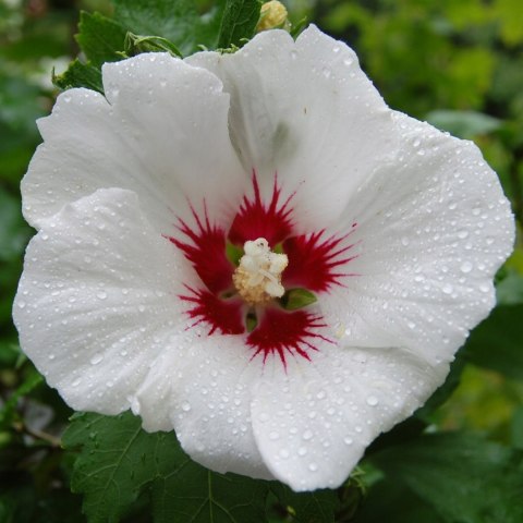 Hibiskus Red Heart doniczka 0,5L Hibiskus Red Heart doniczka 0,5L