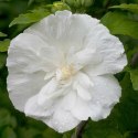 Hibiskus White Chiffon doniczka 0,5L