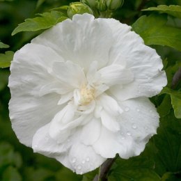 Hibiskus White Chiffon doniczka 0,5L