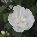 Hibiskus White Chiffon doniczka 0,5L