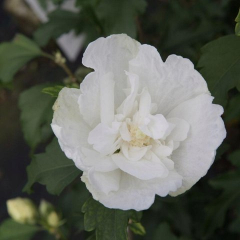 Hibiskus White Chiffon doniczka 0,5L Hibiskus White Chiffon doniczka 0,5L