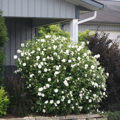 Hibiskus White Chiffon doniczka 0,5L Hibiskus White Chiffon doniczka 0,5L