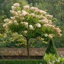 Hortensja bukietowa Grandiflora doniczka 1L