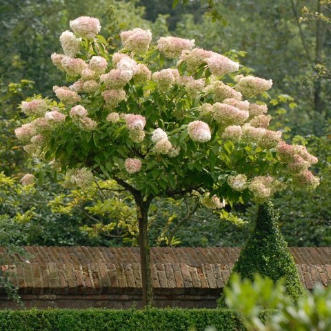 Hortensja bukietowa Grandiflora doniczka 1L Hortensja bukietowa Grandiflora doniczka 1L