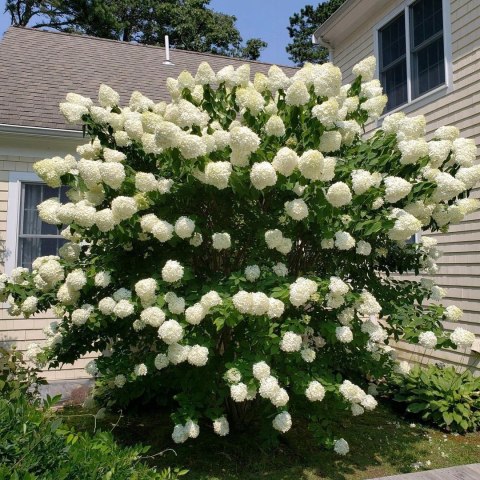 Hortensja bukietowa Grandiflora doniczka 1L Hortensja bukietowa Grandiflora doniczka 1L