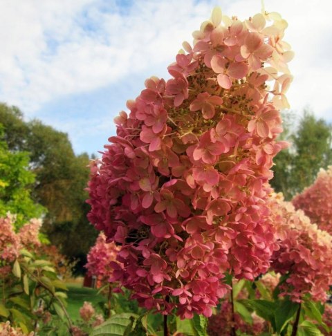 Hortensja bukietowa Grandiflora doniczka 1L Hortensja bukietowa Grandiflora doniczka 1L