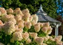 Hortensja bukietowa Grandiflora doniczka 1L