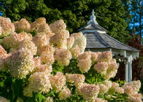Hortensja bukietowa Grandiflora doniczka 1L Hortensja bukietowa Grandiflora doniczka 1L