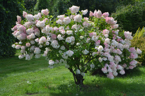 Hortensja bukietowa Grandiflora doniczka 1L Hortensja bukietowa Grandiflora doniczka 1L