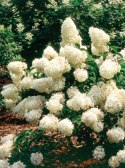 Hortensja bukietowa Lammetje Little Lamb doniczka 1L
