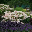 Hortensja bukietowa Lammetje Little Lamb doniczka 1L