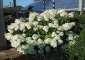 Hortensja bukietowa Lammetje Little Lamb doniczka 1L
