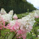 Hortensja bukietowa Pinky Winky doniczka 1L