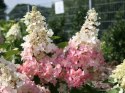 Hortensja bukietowa Pinky Winky doniczka 1L