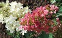 Hortensja bukietowa Pinky Winky doniczka 1L