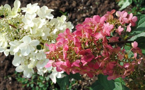 Hortensja bukietowa Pinky Winky doniczka 1L Hortensja bukietowa Pinky Winky doniczka 1L