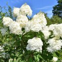 Hortensja bukietowa Phantom doniczka 1L