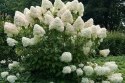 Hortensja bukietowa Phantom doniczka 1L