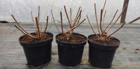 Hortensja bukietowa Phantom doniczka 3L