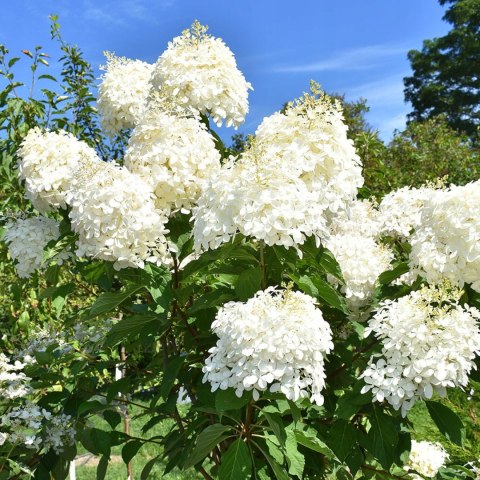 Hortensja bukietowa Phantom doniczka 3L Hortensja bukietowa Phantom doniczka 3L