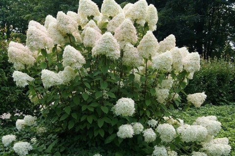 Hortensja bukietowa Phantom doniczka 3L Hortensja bukietowa Phantom doniczka 3L