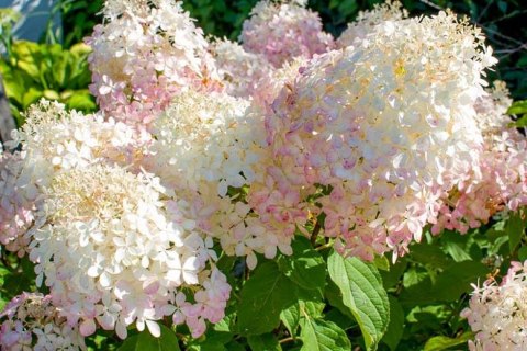 Hortensja bukietowa Phantom doniczka 3L Hortensja bukietowa Phantom doniczka 3L