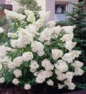 Hortensja bukietowa Phantom doniczka 3L