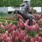 Hortensja Bukietowa Pink Lady doniczka 1L